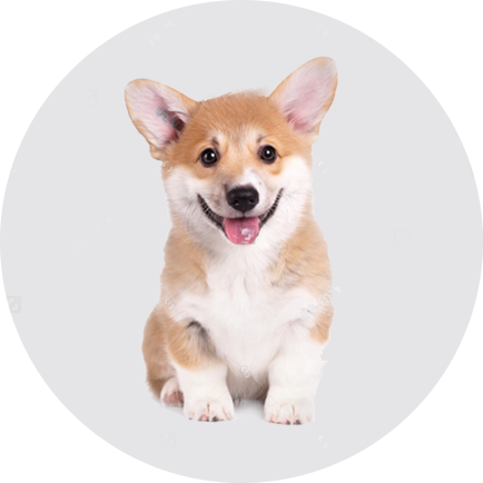 如何為幼犬準備新家生活？